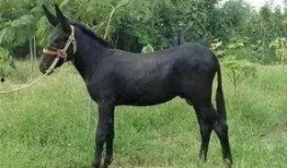 二驴老爸爆料了吗视频,独家内幕大公开